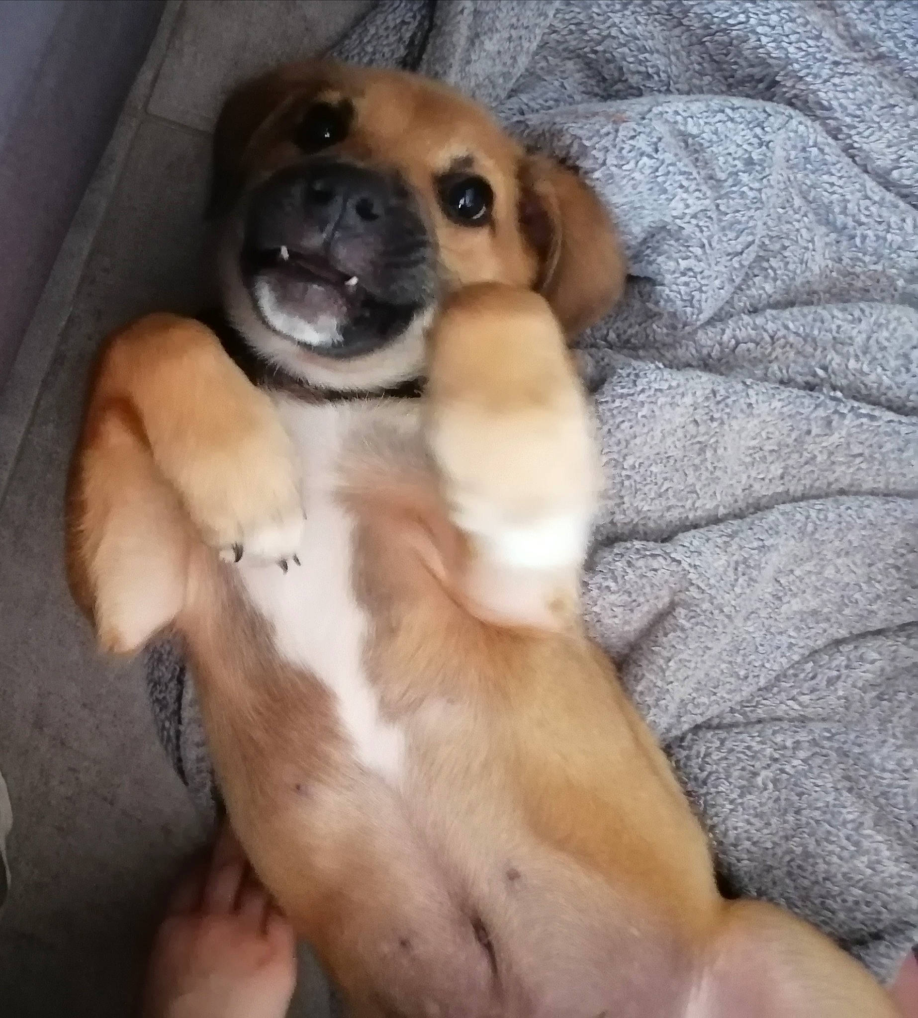 Donut participe au concours pour gagner de l'argent avec cette photo : beagador, black_mouth_cur, canidae, carnivore, companion_dog, dog, dog_breed, fawn, feist, mammal, potcake_dog, puggle, puppy, puppy_love, snout, sporting_group, vertebrate