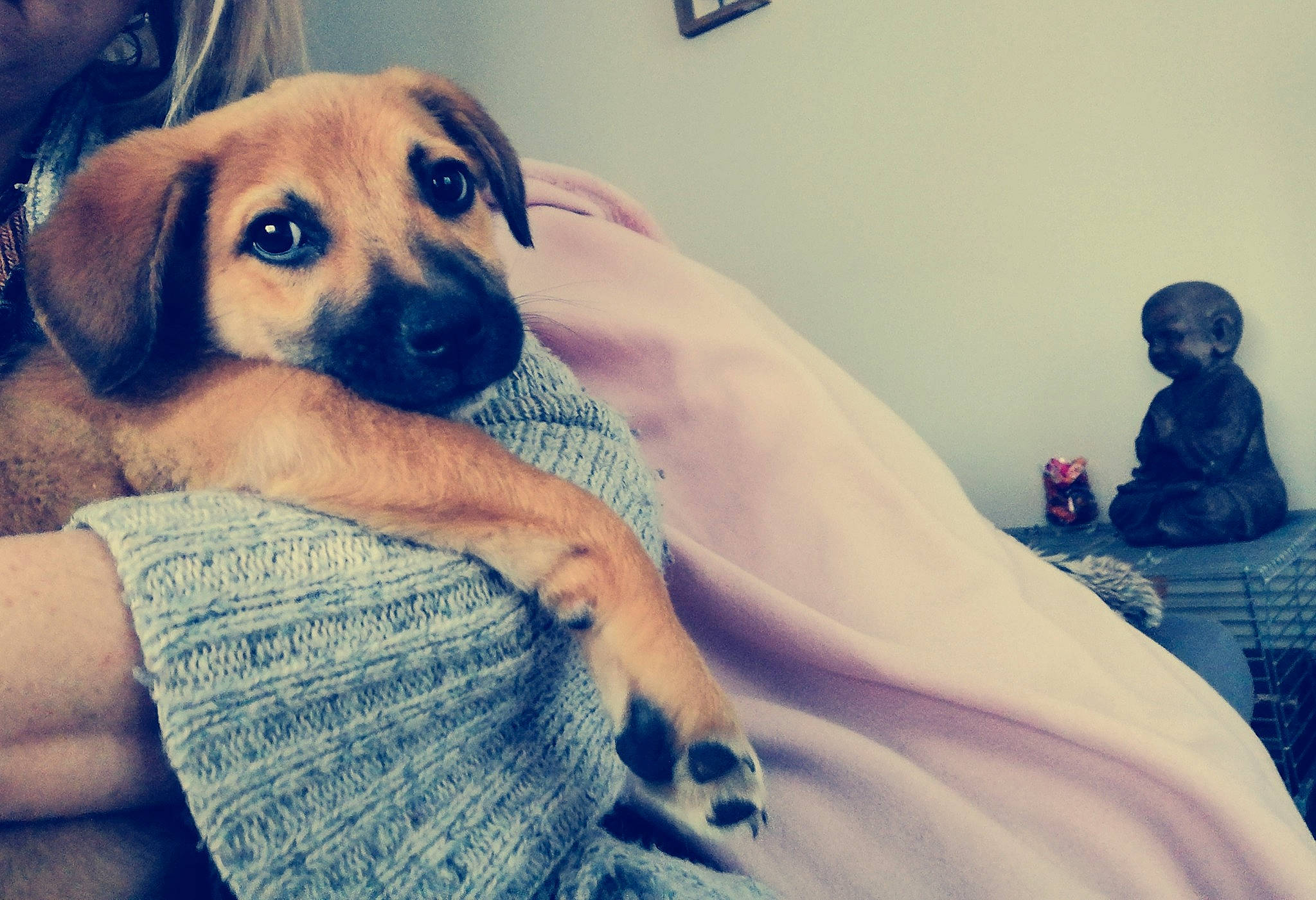 Donut participe au concours pour gagner de l'argent avec cette photo : bed, black_mouth_cur, canidae, carnivore, cloud, companion_dog, dog, dog_breed, ear, eye, fawn, furniture, nose, puggle, puppy, puppy_love, rhodesian_ridgeback, selfie, skin, snout