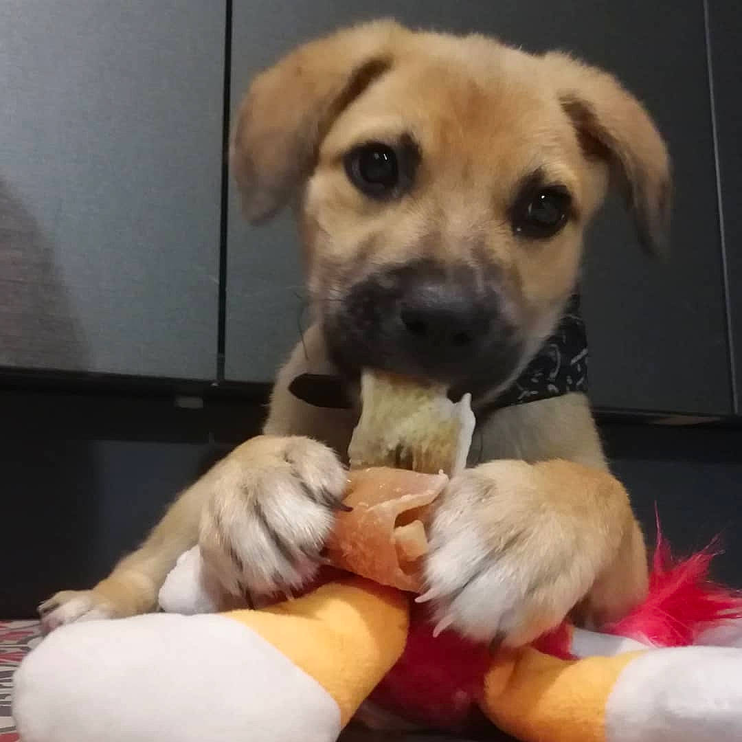 Donut participe au concours pour gagner de l'argent avec cette photo : animal_shelter, beagador, canidae, carnivore, companion_dog, dog, dog_breed, fawn, labrador_retriever, mammal, nose, paw, potcake_dog, puppy, puppy_love, snout, sporting_group, street_dog, vertebrate, whiskers