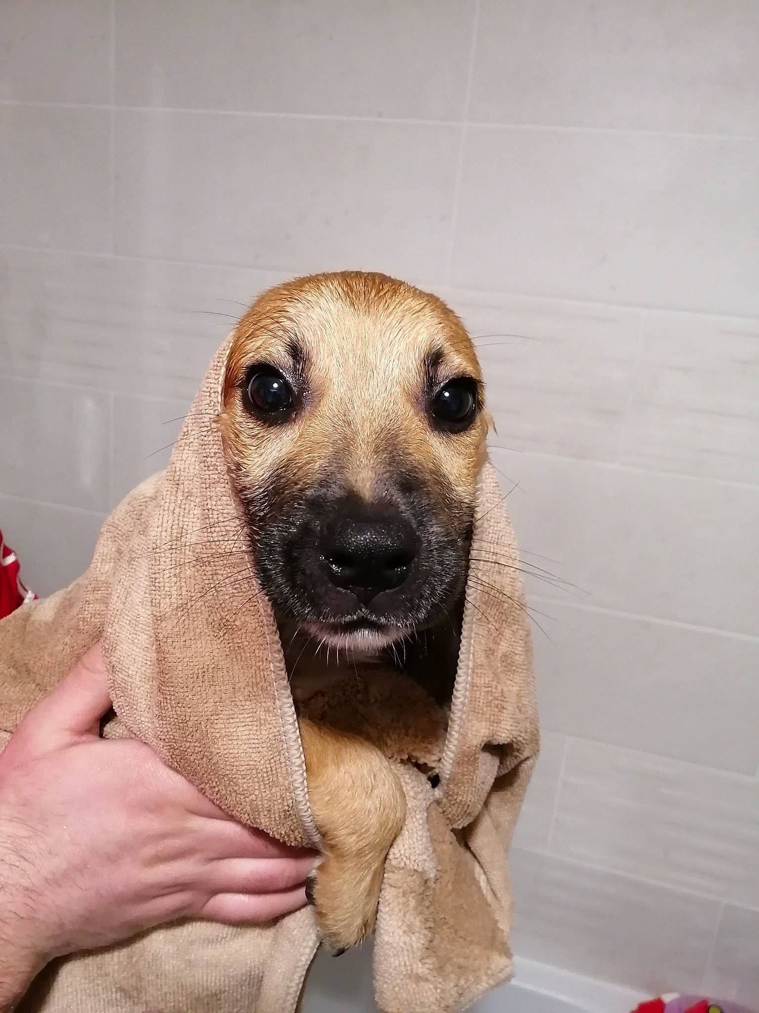 Donut a rejoint le concours — aidez-le/la à gagner de superbes lots ! black_mouth_cur, canidae, carnivore, companion_dog, dog, dog_breed, eye, fawn, lurcher, mammal, nose, potcake_dog, puppy, snout, sporting_group, street_dog, vertebrate, whippet, whiskers