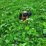U'Kira a rejoint le concours — aidez-le/la à gagner de superbes lots ! dog, german_shepherd, leash, green_field, grass, plants, outdoor, nature, collar, resting, canine, lying_down, peaceful, summer, daytime, animal, pet, fur, mammal, walking