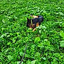 animal, canine, collar, daytime, dog, fur, german_shepherd, grass, green_field, leash, lying_down, mammal, nature, outdoor, peaceful, pet, plants, resting, summer, walking