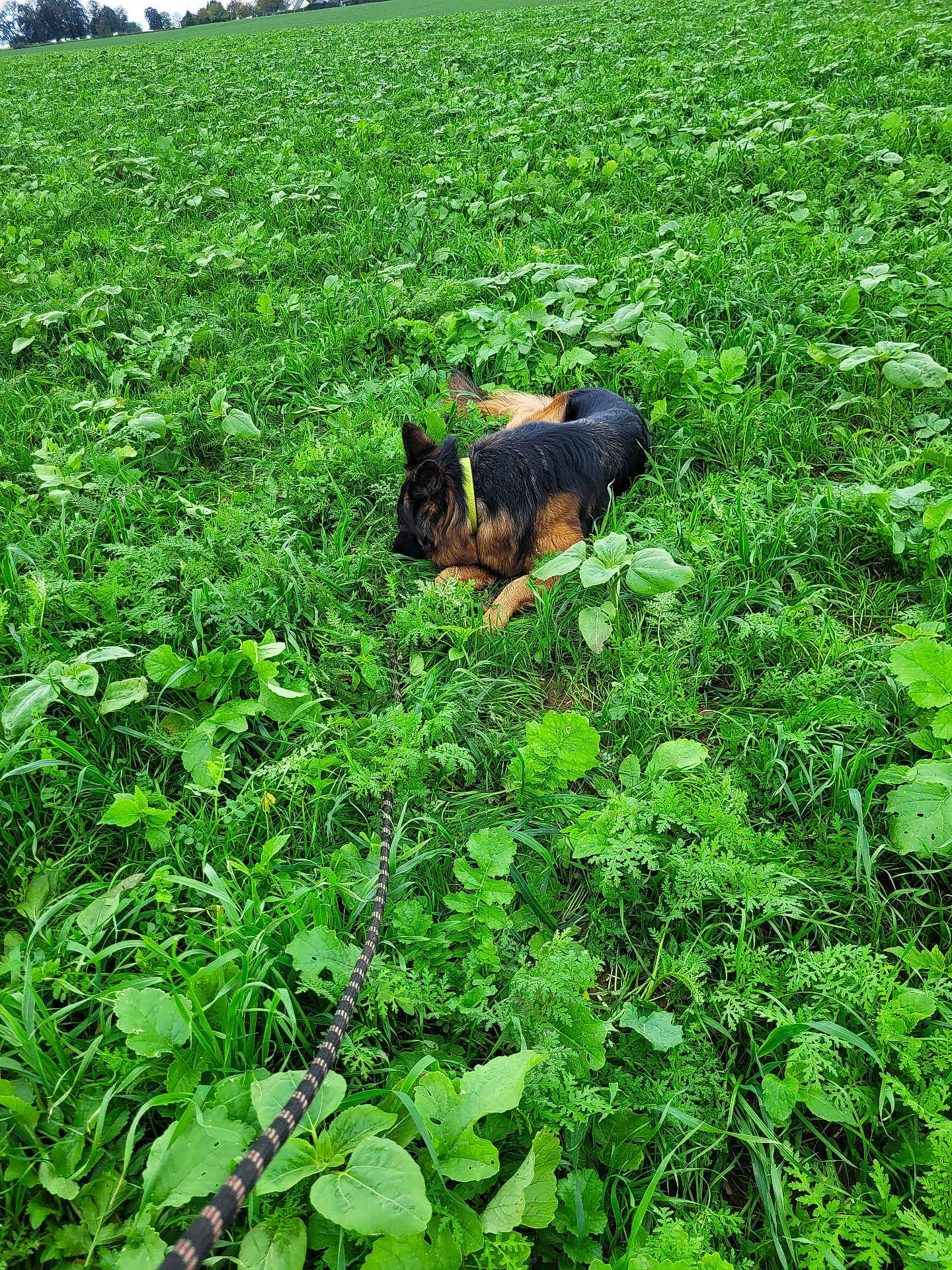 U'Kira a rejoint le concours — aidez-le/la à gagner de superbes lots ! dog, german_shepherd, leash, green_field, grass, plants, outdoor, nature, collar, resting, canine, lying_down, peaceful, summer, daytime, animal, pet, fur, mammal, walking