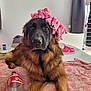 U'Kira participe au concours pour gagner de l'argent avec cette photo : dog, german_shepherd, pink_ribbon, towel, indoor, pet, animal, floor, bottle, plastic_bottle, toy, curtain, window, relaxed, brown_fur, black_fur, laying_down, pink, decor, domestic