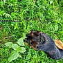 U'Kira participe au concours pour gagner de l'argent avec cette photo : dog, grass, leash, greenery, plant, outdoor, pet, animal, fur, black_and_tan, nature, leaf, walking, shoe, canine, resting, summer, daylight, collar, ground