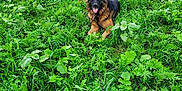 U'Kira a rejoint le concours — aidez-le/la à gagner de superbes lots ! dog, german_shepherd, greenery, field, grass, leash, outdoor, nature, pet, animal, canine, tongue_out, sitting, happy, fur, ears, plants, summer, daytime, landscape
