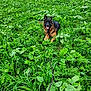 animal, canine, daytime, dog, ears, field, fur, german_shepherd, grass, greenery, happy, landscape, leash, nature, outdoor, pet, plants, sitting, summer, tongue_out