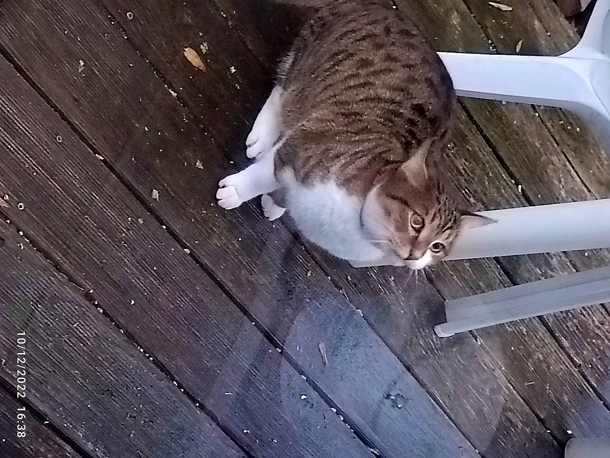 Bebel a rejoint le concours — aidez-le/la à gagner de superbes lots ! carnivore, cat, domestic_short_haired_cat, felidae, fur, hardwood, small_to_medium_sized_cats, tail, terrestrial_animal, water, whiskers, wood