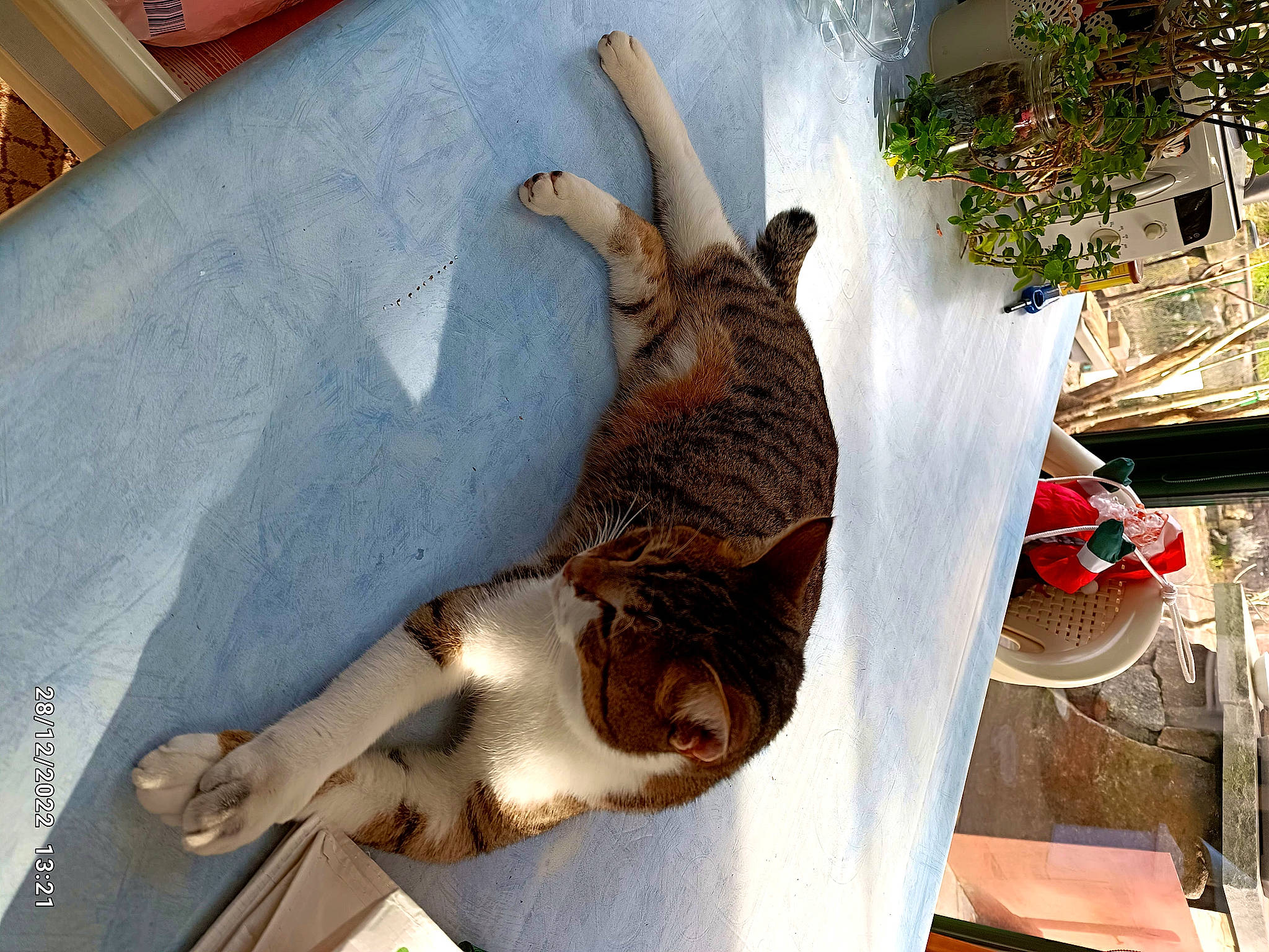 Bebel a rejoint le concours — aidez-le/la à gagner de superbes lots ! canidae, carnivore, cat, comfort, companion_dog, domestic_short_haired_cat, fawn, felidae, flowerpot, fur, houseplant, natural_material, pet_supply, plant, small_to_medium_sized_cats, snout, sporting_group, tail, whiskers, wood