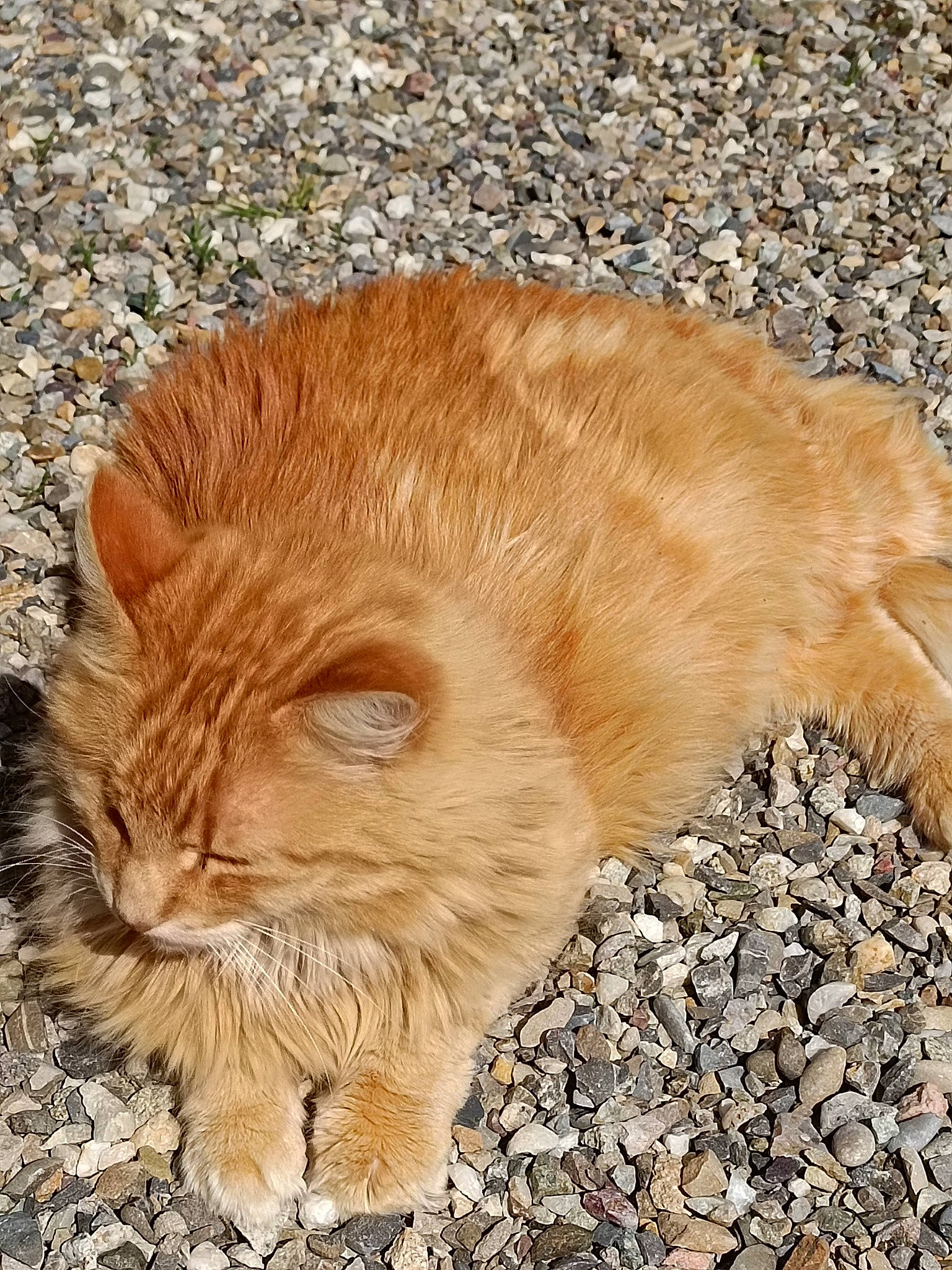 Caramel a rejoint le concours — aidez-le/la à gagner de superbes lots ! canidae, carnivore, cat, claw, domestic_short_haired_cat, eye, fawn, felidae, fur, grass, paw, small_to_medium_sized_cats, snout, soil, tail, terrestrial_animal, trunk, whiskers, wildlife, wood