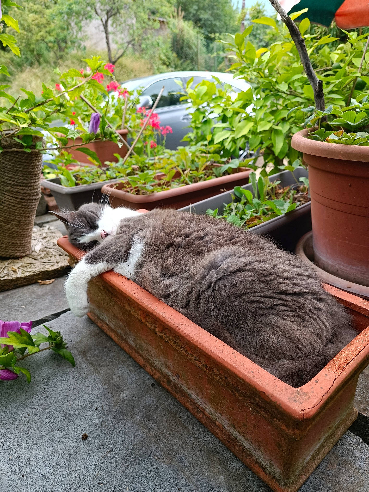 Easy a rejoint le concours — aidez-le/la à gagner de superbes lots ! carnivore, cat, domestic_short_haired_cat, felidae, flower, flowerpot, fur, grass, groundcover, houseplant, mammal, plant, shrub, small_to_medium_sized_cats, tail, tree, vertebrate, whiskers, window, wood