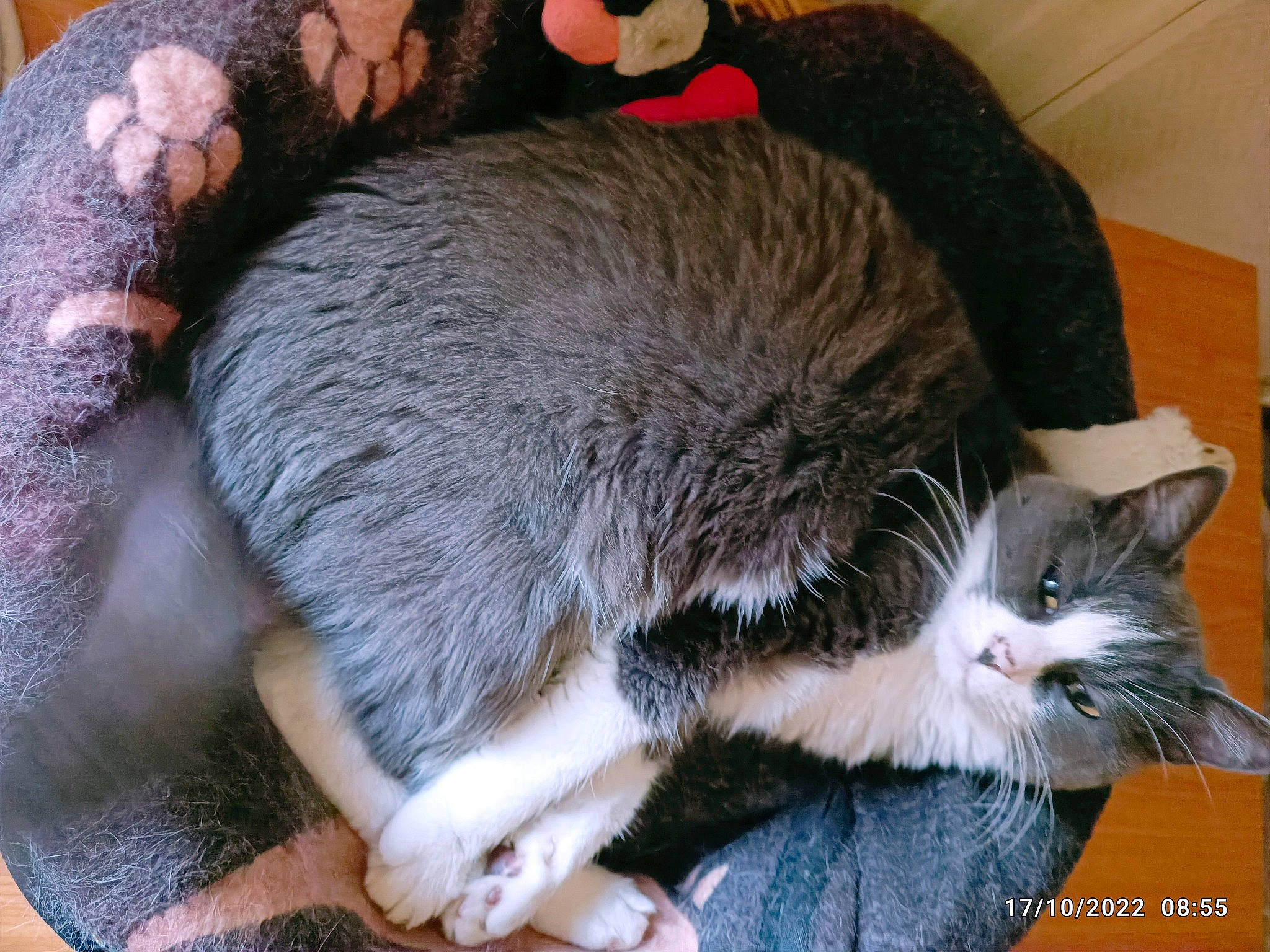 Easy participe au concours pour gagner de l'argent avec cette photo : carnivore, cat, claw, comfort, domestic_short_haired_cat, fawn, felidae, foot, fur, nap, paw, small_to_medium_sized_cats, snout, tail, terrestrial_animal, whiskers