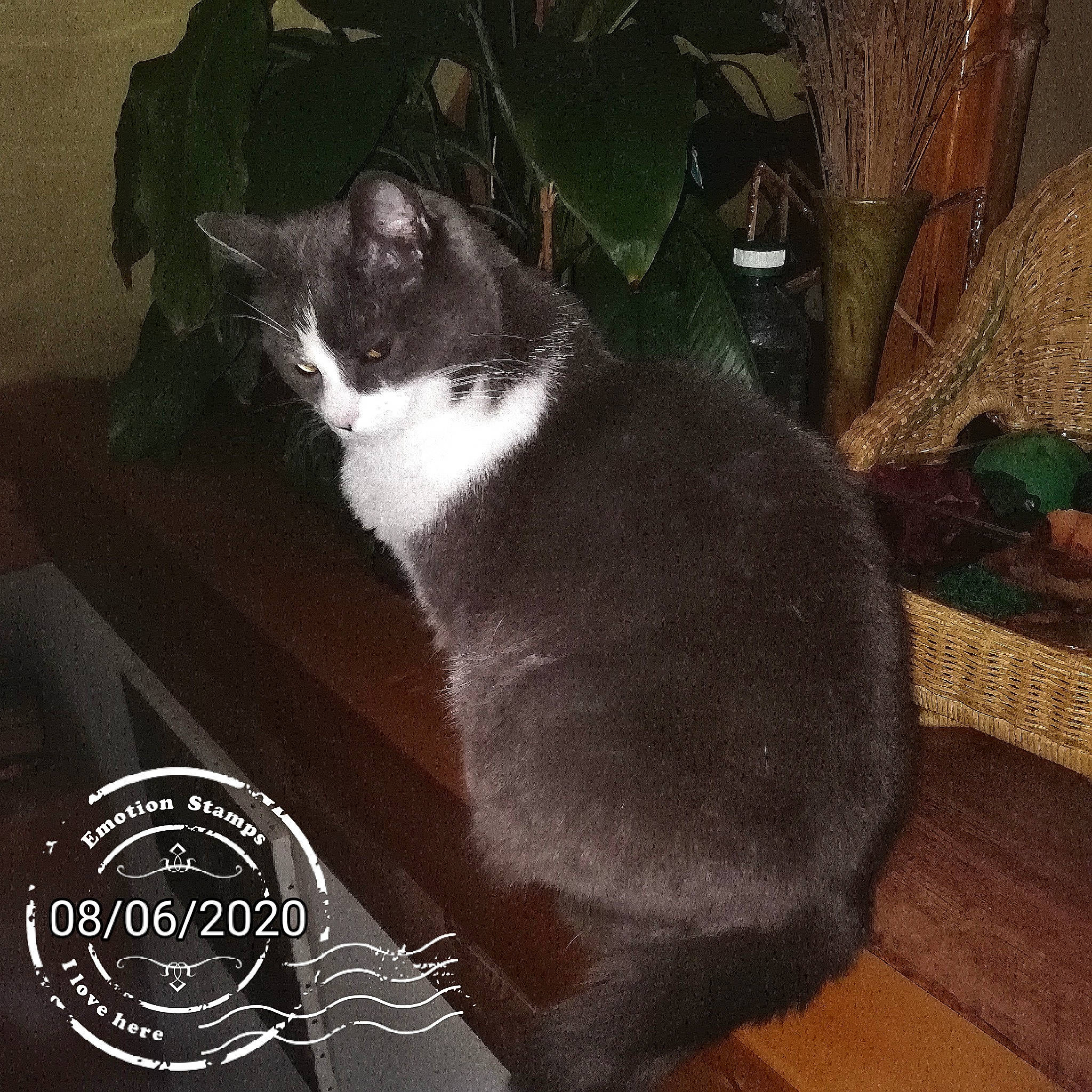 Easy participe au concours pour gagner de l'argent avec cette photo : carnivore, cat, chair, comfort, darkness, domestic_short_haired_cat, felidae, flooring, fur, hardwood, houseplant, logo, photo_caption, plant, small_to_medium_sized_cats, tail, whiskers, window, wood, wood_flooring