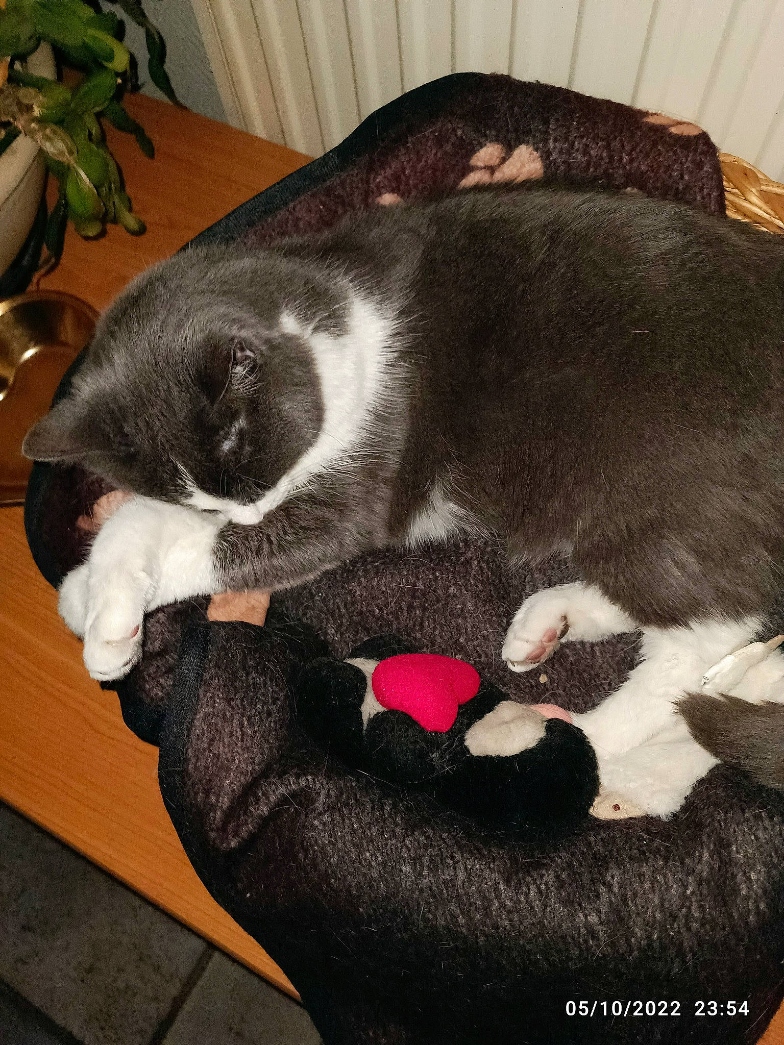 Easy participe au concours pour gagner de l'argent avec cette photo : carnivore, cat, claw, comfort, companion_dog, dog_breed, felidae, flooring, flowerpot, fur, hardwood, houseplant, nap, paw, plant, small_to_medium_sized_cats, sporting_group, tail, whiskers, wood