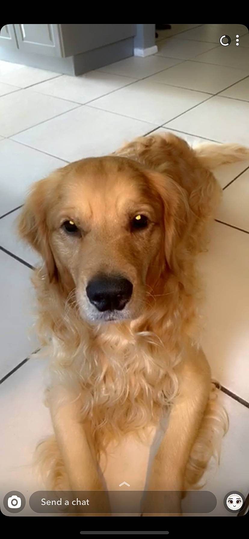 Teddu joined the competition — help win amazing prizes! canidae, carnivore, companion_dog, dog, dog_breed, fawn, fur, golden_retriever, mammal, rare_breed_dog, retriever, small_greek_domestic_dog, snout, sporting_group, vertebrate, whiskers