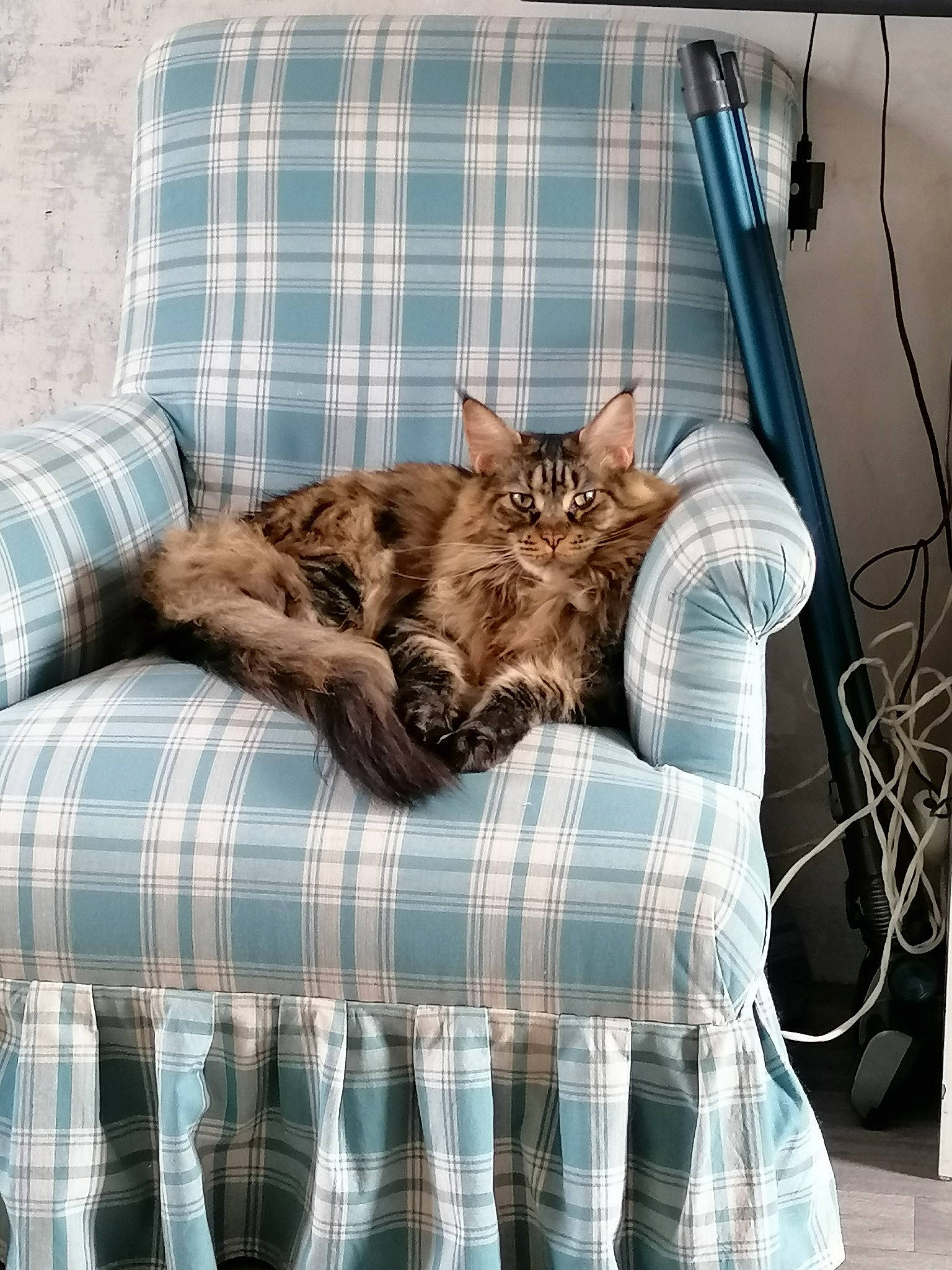 Olivia participe au concours pour gagner de l'argent avec cette photo : asian, bengal, carnivore, cat, comfort, design, domestic_short_haired_cat, dragon_li, european_shorthair, felidae, fur, kitten, linens, nap, ocicat, pattern, small_to_medium_sized_cats, tabby_cat, textile, whiskers