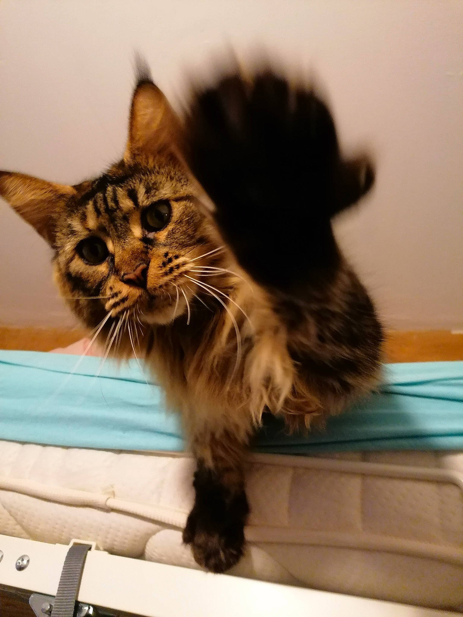 Olivia participe au concours pour gagner de l'argent avec cette photo : asian, carnivore, cat, domestic_long_haired_cat, fawn, felidae, fur, kitten, maine_coon, mammal, norwegian_forest_cat, small_to_medium_sized_cats, whiskers