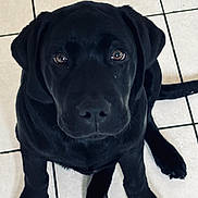 Doudou participe au concours pour gagner de l'argent avec cette photo : puppy, dog, black_dog, pet, animal, cute, floor, tile_floor, indoor, sitting, looking_up, young_dog, adorable, fur, ears, nose, eyes, paw, tail, companion