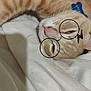 Han Solo joined the competition — help win amazing prizes! abyssinian, accessories, animal, baby, bed, bedroom, blanket, cat, couch, furniture, glasses, indoors, kitten, manx, person, pet, room, siamese, sleeping, wood