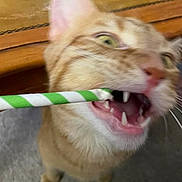 Han Solo is registered to the contest to win money with this photo: abyssinian, animal, bodypart, cat, face, fieldhockey, fieldhockeystick, head, hockey, kitten, leash, mouth, person, pet, photobombing, rat, rodent, snout, sport, teeth