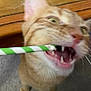 abyssinian, animal, bodypart, cat, face, fieldhockey, fieldhockeystick, head, hockey, kitten, leash, mouth, person, pet, photobombing, rat, rodent, snout, sport, teeth