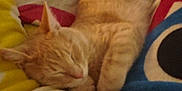 Han Solo joined the competition — help win amazing prizes! animal, bed, bedroom, blanket, cat, couch, cushion, face, furniture, head, homedecor, indoors, kitten, person, pet, photography, portrait, quilt, room, sleeping