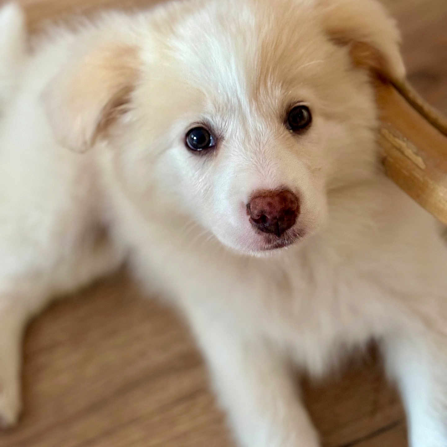 Appy a rejoint le concours — aidez-le/la à gagner de superbes lots ! animal, canine, close_up, cream_color, cute, dog, domestic_animal, eyes, floor, fluffy, fur, indoor, looking_up, lying_down, pet, portrait, puppy, wooden_floor, young, young_dog