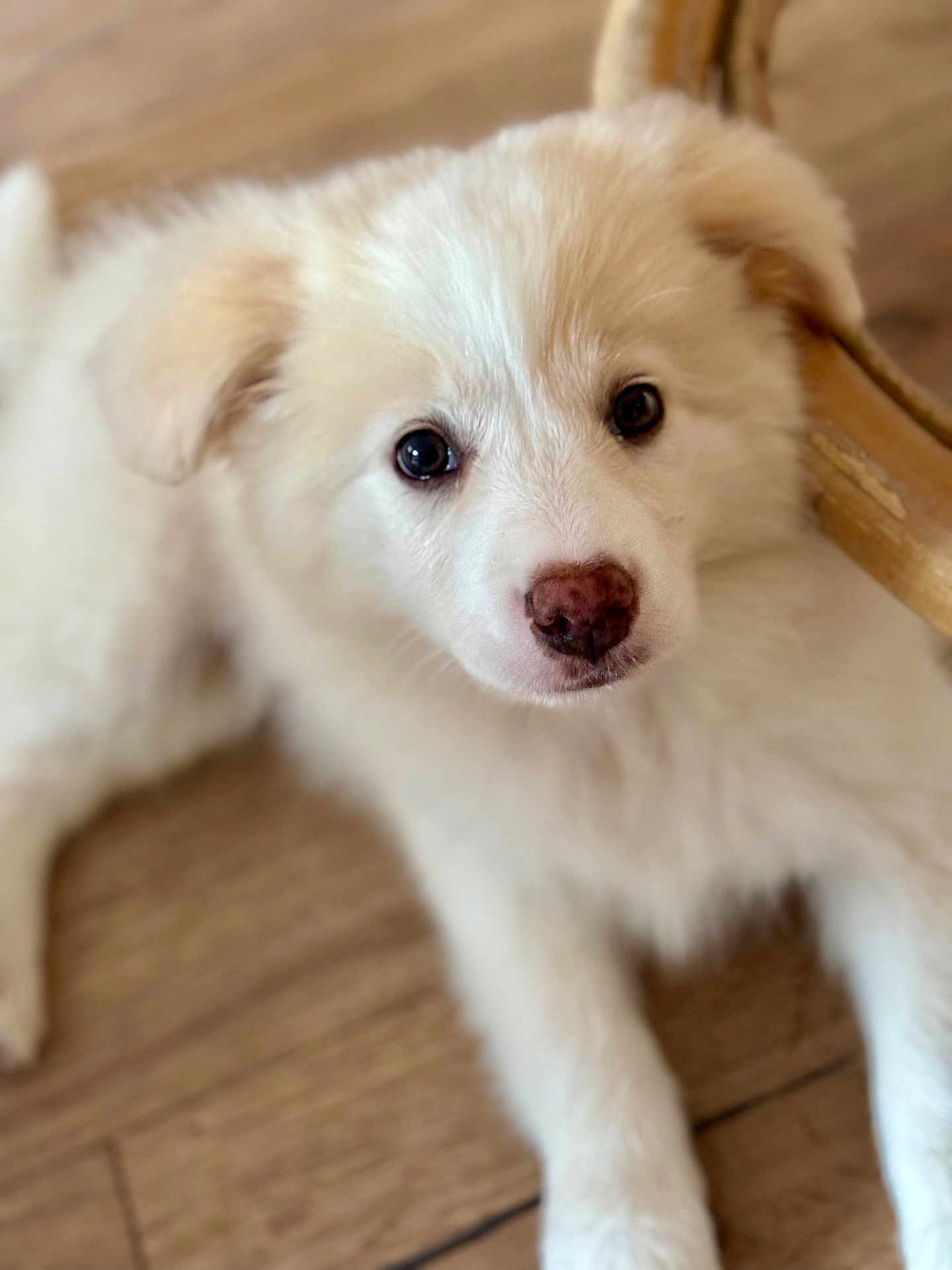 Appy a rejoint le concours — aidez-le/la à gagner de superbes lots ! puppy, dog, fluffy, cream_color, pet, floor, wooden_floor, young_dog, indoor, close_up, cute, animal, canine, fur, lying_down, portrait, looking_up, domestic_animal, young, eyes