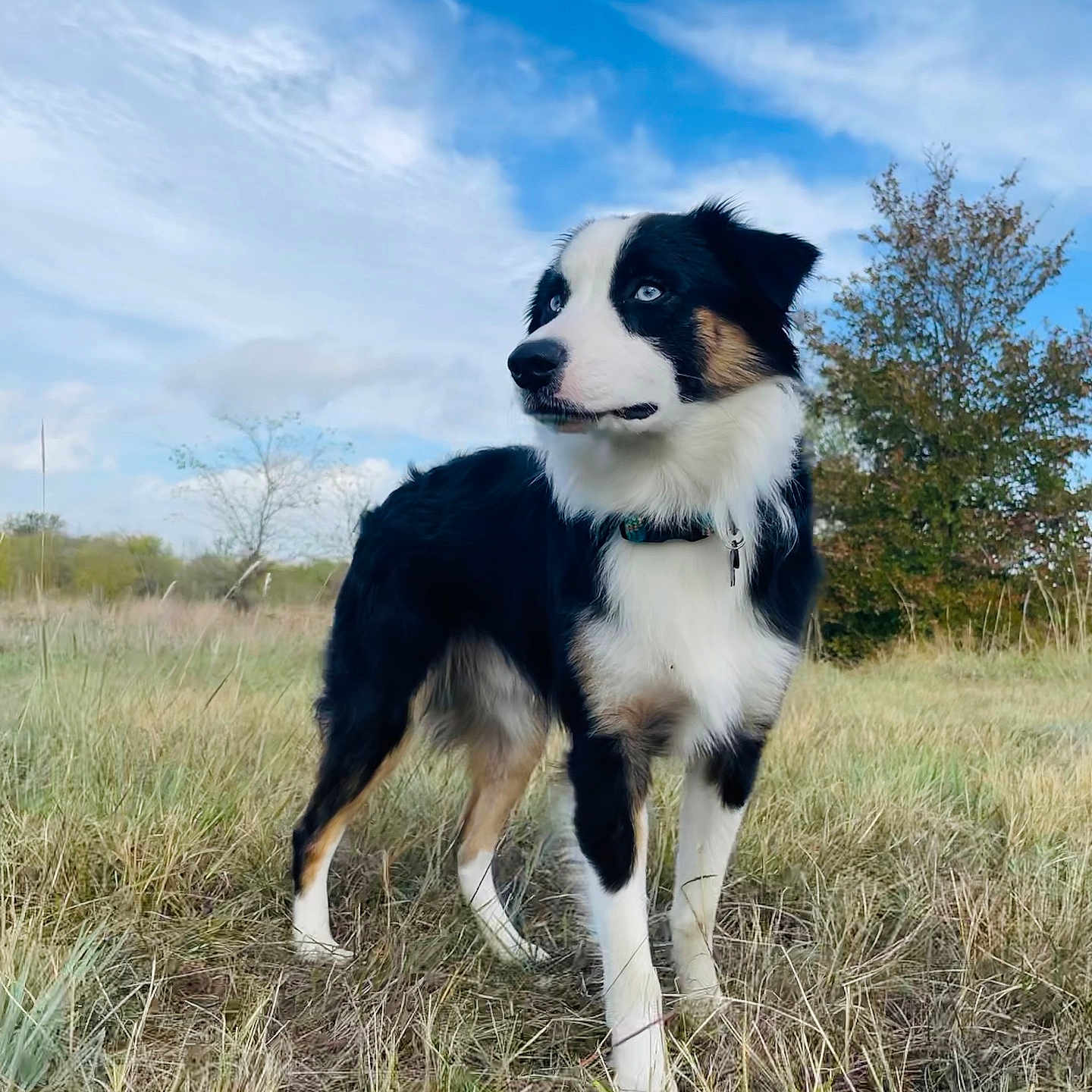 Finn is registered to the contest to win money with this photo: animal, appenzeller, canine, collie, countryside, dog, field, grass, grassland, horizon, husky, nature, outdoors, person, pet, plant, puppy, reed, sky, walkingdog