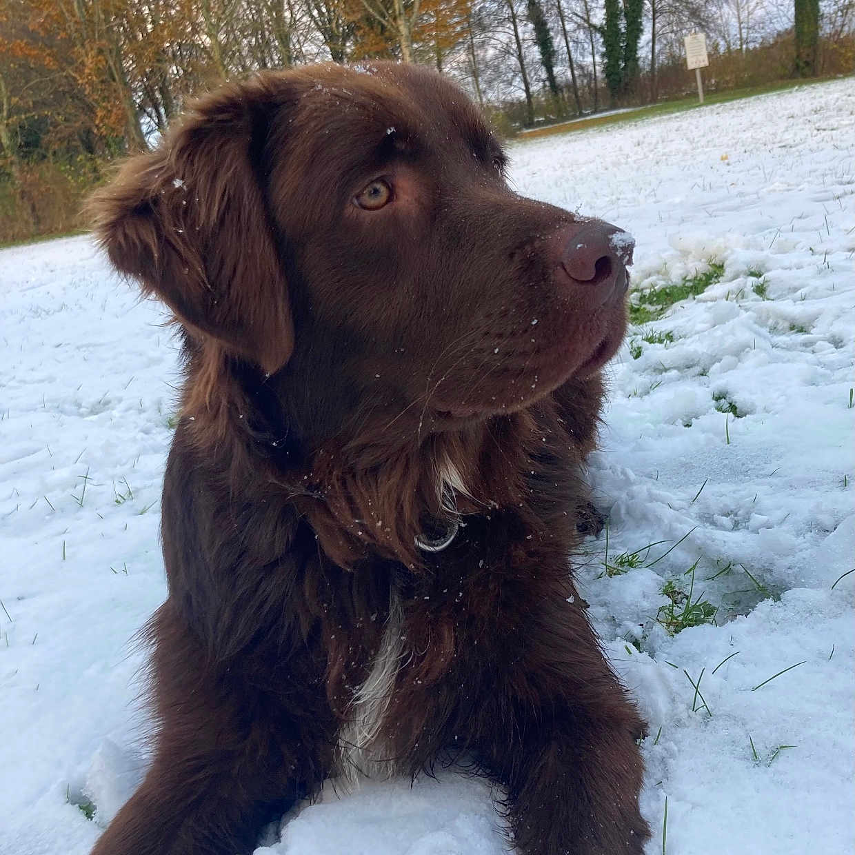 Cirok participe au concours pour gagner de l'argent avec cette photo : animal, canine, dog, goldenretriever, grass, grove, hound, ice, labradorretriever, land, nature, outdoors, pet, plant, puppy, snow, tree, vegetation, winter, woodland