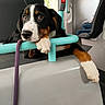 Norman a rejoint le concours — aidez-le/la à gagner de superbes lots ! animal, black_fur, brown_fur, bus, calm, closeup, dog, handrail, indoors, leash, paw, pet, public_transport, puppy, reflection, resting, seat, transportation, white_fur, window