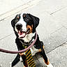alert, animal, black_fur, brown_fur, canine, closeup, collar, cute, dog, friendly, happy, leash, outdoor, pavement, pet, sitting, smiling, tie, white_fur, young_dog