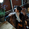 animal, black_fur, brown_fur, chair, cozy, dog, fur_throw, home_interior, indoor, lavender, natural_light, pet, porthole_window, potted_plant, relaxed, sitting, table, tricolor, white_fur, wooden_wall