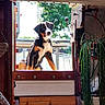 Norman participe au concours pour gagner de l'argent avec cette photo : canine, collar, curious, daylight, dog, door, furniture, greenery, handle, home, indoor, leash, metal, nature, outdoor, pet, plant, tricolor, window, wood