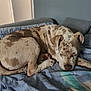 Sayko a rejoint le concours — aidez-le/la à gagner de superbes lots ! dog, sleeping, bed, blanket, indoor, cozy, resting, canine, patterned, fur, animal, pet, relaxed, quiet, home, comfort, curled_up, napping, brown, white