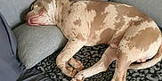 Sayko participe au concours pour gagner de l'argent avec cette photo : animal, blanket, brown_spot, canine, comfort, couch, cozy, dog, fur, home, indoor, muzzle, nap, paw, pet, pillow, relaxation, resting, sleeping, tail