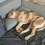 dog, sleeping, couch, pillow, blanket, indoor, resting, pet, animal, fur, relaxation, comfort, home, canine, nap, cozy, brown_spot, muzzle, paw, tail