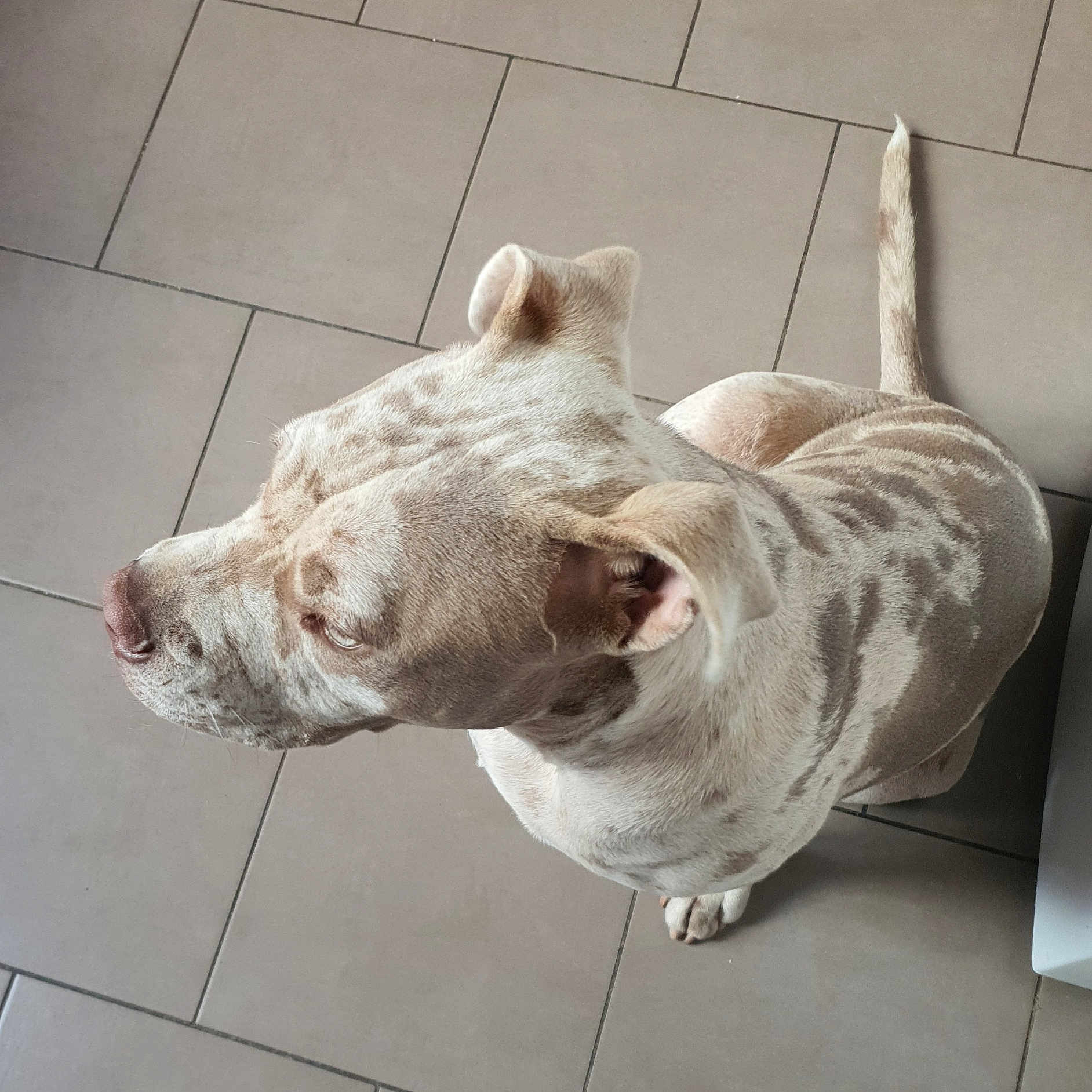 Sayko participe au concours pour gagner de l'argent avec cette photo : animal, calm, canine, dog, domestic_animal, ears, floor_tiles, fur_pattern, indoors, light_colored, looking_away, mammal, natural_light, pet, quiet, side_view, sitting, spotted_fur, tail, tile_floor
