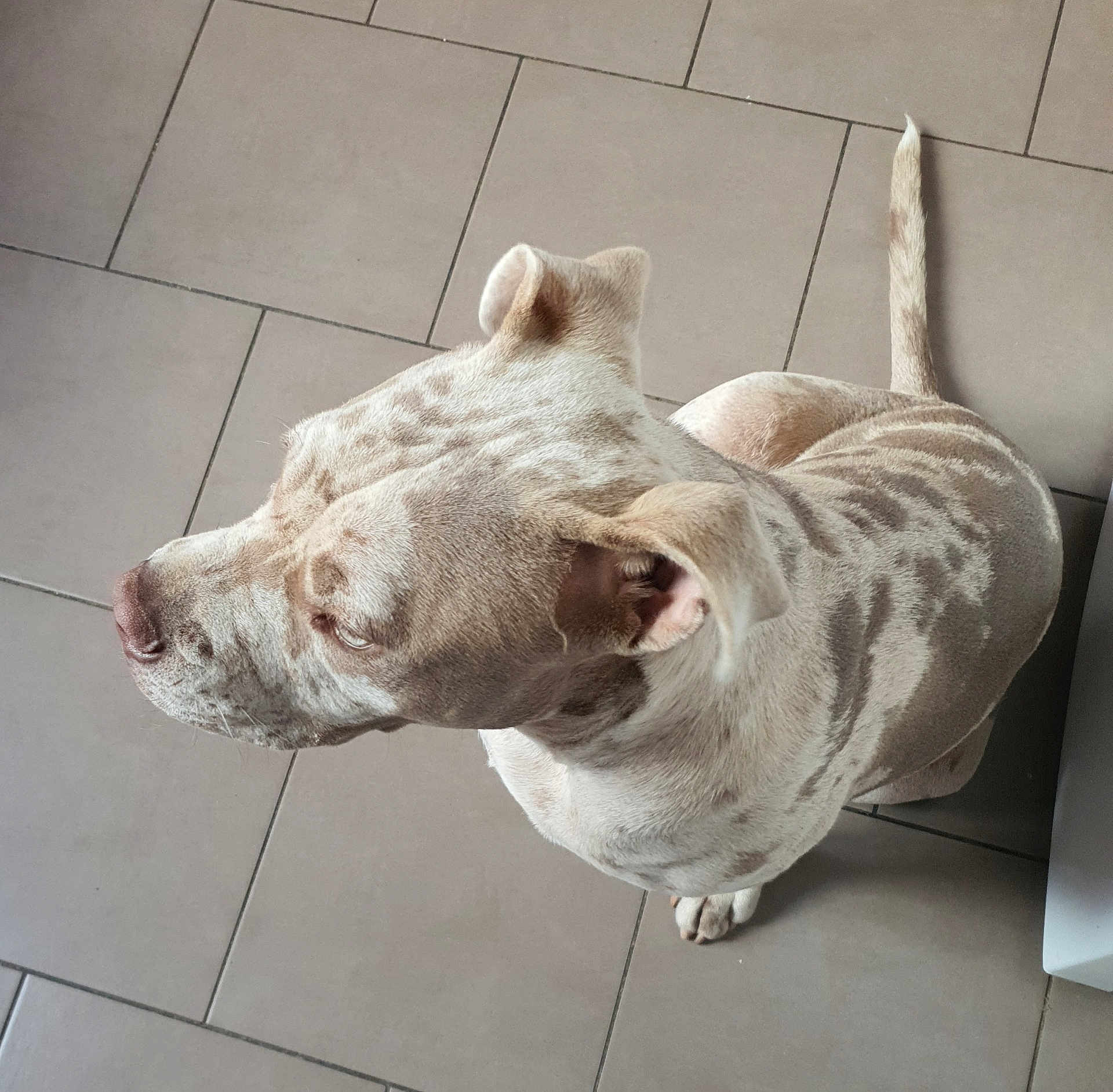Sayko participe au concours pour gagner de l'argent avec cette photo : dog, animal, pet, sitting, spotted_fur, light_colored, tile_floor, indoors, calm, ears, tail, canine, mammal, fur_pattern, looking_away, domestic_animal, floor_tiles, side_view, natural_light, quiet