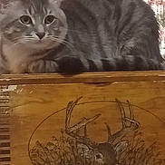 Boo Boo joined the competition — help win amazing prizes! abyssinian, animal, antler, art, box, brasssection, cat, crate, deer, drawer, elk, furniture, hardwood, invertebrate, kitten, manx, pet, plywood, spider, wood