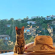 Simba a rejoint le concours — aidez-le/la à gagner de superbes lots ! cat, kitten, tabby, window, sunlight, hat, straw_hat, fish_stickers, wooden_surface, house, hill, greenery, outdoor_view, nature, daylight, lamp_post, decor, curious, pet, cozy