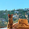 cat, kitten, tabby, window, sunlight, hat, straw_hat, fish_stickers, wooden_surface, house, hill, greenery, outdoor_view, nature, daylight, lamp_post, decor, curious, pet, cozy