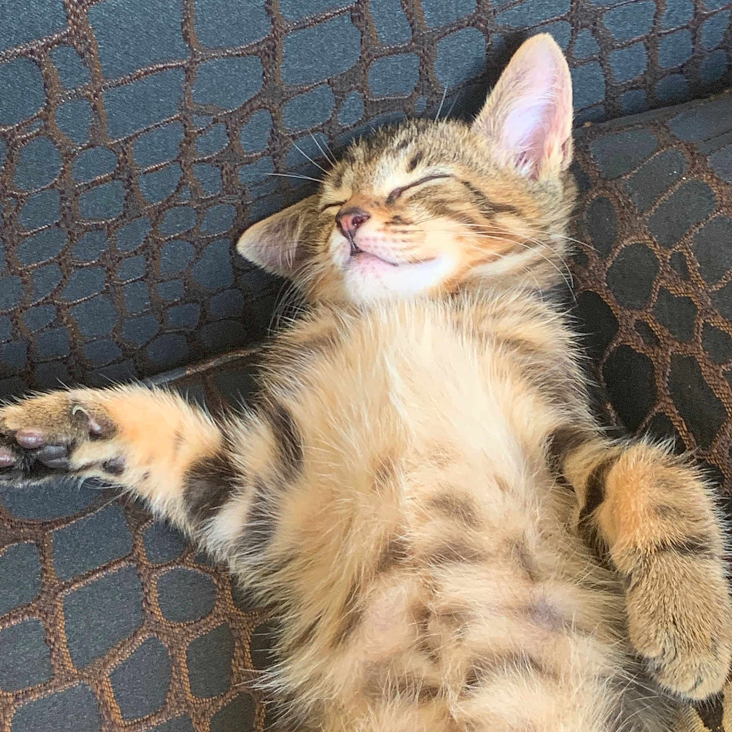 Simba