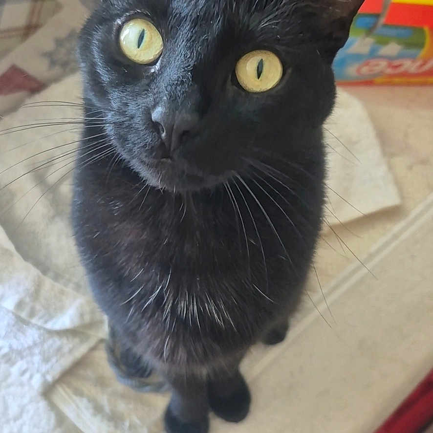 Hogie joined the competition — help win amazing prizes! black_cat, cat, pet, animal, indoor, feline, curious, yellow_eyes, whiskers, fur, looking_up, close_up, domestic_cat, cute, portrait, home, table, blanket, box, soft_lighting
