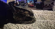 Hogie joined the competition — help win amazing prizes! animal, bedroom, black_cat, cat, close_up, comfort, cozy, domestic_animal, feline, fluffy_blanket, fur, indoor, pet, quiet, relaxation, resting, sleeping, soft_texture, warm, whiskers