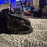 cat, black_cat, sleeping, close_up, fluffy_blanket, indoor, cozy, pet, animal, feline, whiskers, relaxation, soft_texture, bedroom, resting, domestic_animal, quiet, comfort, warm, fur