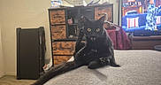 Hogie is registered to the contest to win money with this photo: black_cat, cat, grooming, bed, gray_bedspread, yellow_eyes, living_room, wooden_cabinet, mirror, television, person_on_tv, carpet, hanger, coat, indoor, furniture, home_decor, surprised_expression, pet, animal