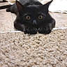 Hogie joined the competition — help win amazing prizes! black_cat, cat, floor, carpet, tile_floor, indoor, pet, animal, feline, wide_eyes, lying_down, home, legs, paws, curious, close_up, domestic_cat, resting, looking, ears