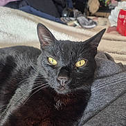 Hogie is registered to the contest to win money with this photo: black_cat, cat, pet, animal, yellow_eyes, whiskers, fur, close_up, indoor, blanket, fabric, cozy, resting, looking_at_camera, domestic_animal, feline, soft_texture, bedroom, relaxed, cute