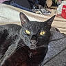 black_cat, cat, pet, animal, yellow_eyes, whiskers, fur, close_up, indoor, blanket, fabric, cozy, resting, looking_at_camera, domestic_animal, feline, soft_texture, bedroom, relaxed, cute